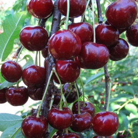 Кормилица 1шт Поиск