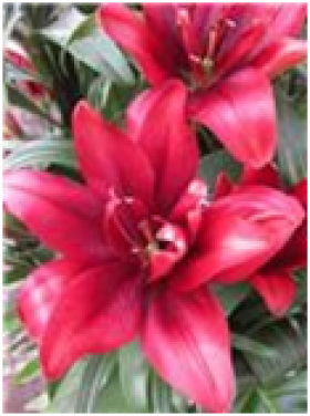 Блоод Бразерс (аз.махр.) 5шт