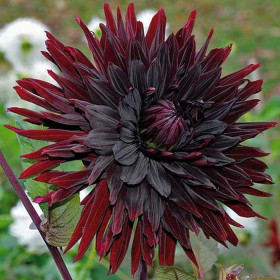 Блэк Джек 1шт