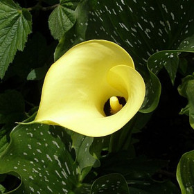 Блэк Мэджик 2шт