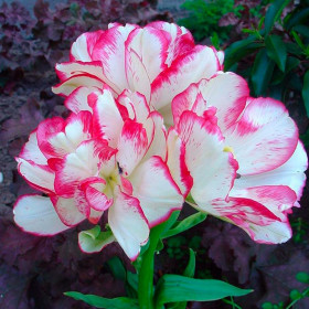 Белиция 11/12 (2й эффект) 7шт