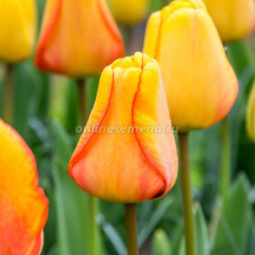 Блашинг Апельдоорн 11/12 (дарв.) 10шт