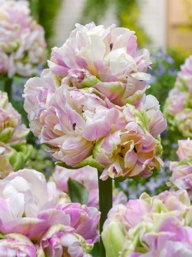 Блашинг Даймонд 11/12 (2й эффект) 5шт