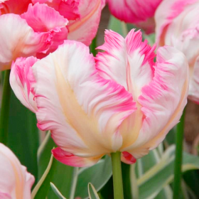 Блашинг Пэррот 11/12 (попуг.) 5шт