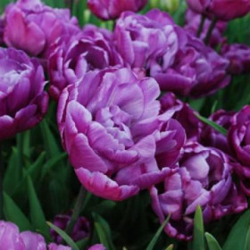 Блю Диамонд 11/12 (махр.поздн) 7шт