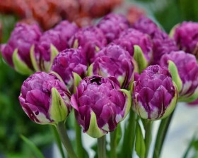 Блюберри Айс 11/12 (2й эффект) 7шт