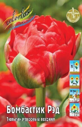 Бомбастик Рэд 11/12 (махр.поздн) 7шт