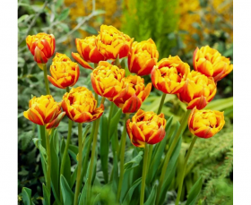 Бонанза 11/12 (махр.поздн) 7шт