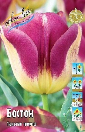 Бостон 11/12 (триумф) 7шт