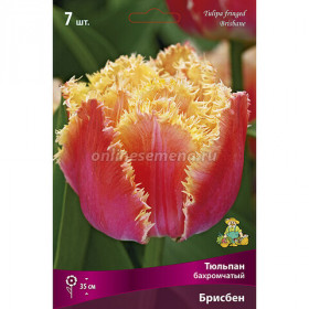 Бризбейн 11/+ (2й эффект) 7шт