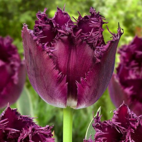 Бульдог 11/12 (бахр.) 7шт