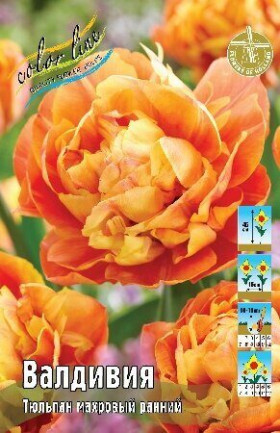 Валдивия 11/12 (махр.ранн.) 7шт