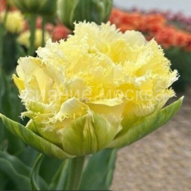 Ванилла Данс 11/12 (2й эффект) 5шт