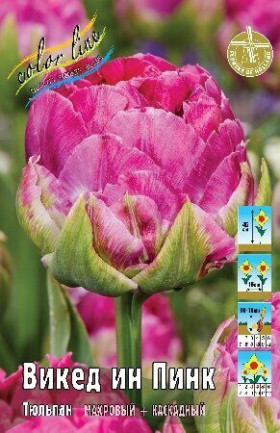 Викед Ин Пинк 11/12 (махр.ранн.) 7шт