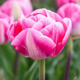 Вог 11/12 (махр.поздн) 7шт