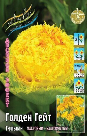 Голден Гейт 11/12 (2й эффект) 5шт