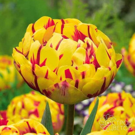 Голден Ницца 11/12 (махр.поздн) 5шт