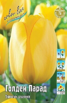 Голден Парад 11/12 (дарв.) 8шт