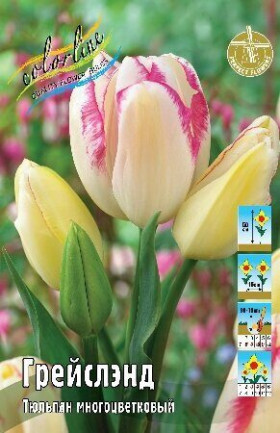 Грейслэнд 11/12 (мнгцв.) 7шт