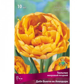 Даббл Бьюти оф Апельдорн 11/12 (махр.поздн) 7шт