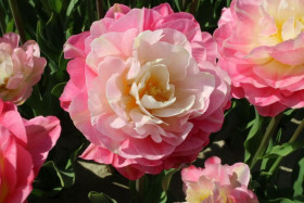 Дабл Шугар 10/11 (махр.поздн) 5шт