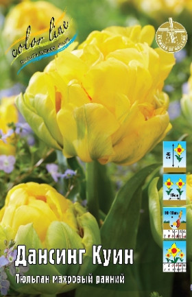 Дансинг Куин 11/12 (махр.ранн.) 7шт