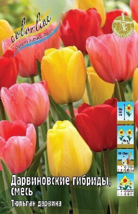 Дарвиновские Гибриды смесь 11/12 (дарв.) 8шт