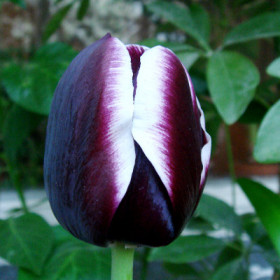 Джекпот 11/12 (триумф) 7шт