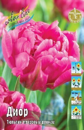 Диор 11/12 (махр.ранн.) 7шт