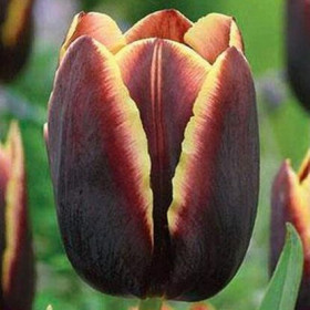 Доберман 11/12 (триумф) 7шт