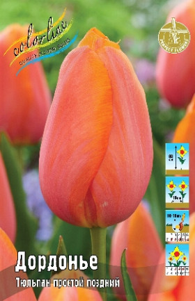 Дордонье 11/12 (пр.поздн) 7шт