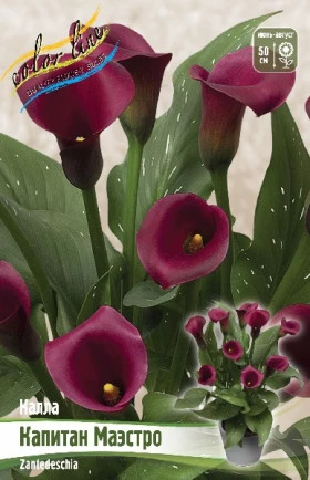 Капитан Маэстро 2шт