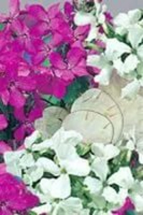 Смесь Ц(Поиск) лунария