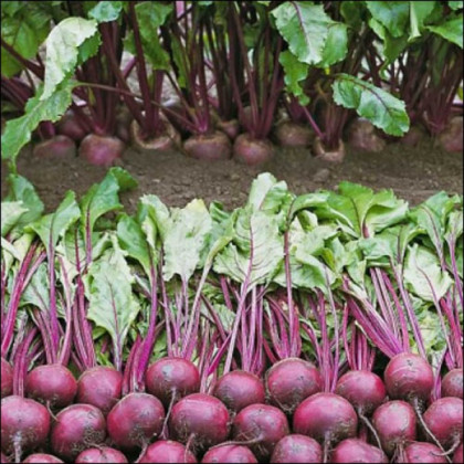 Пабло F1 (50 000шт./3,00-3,50мм) столовая/ Вejo Zaden