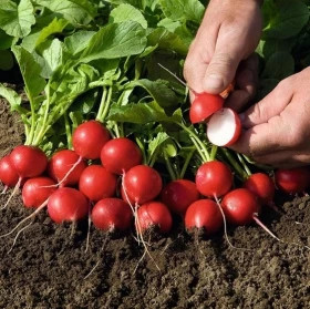 Рудольф 1,5гр/ Элитные Семена