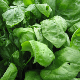 Рембрандт 2гр/ Элитные семена