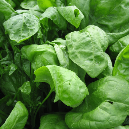 Рембрандт 2гр/ Элитные семена