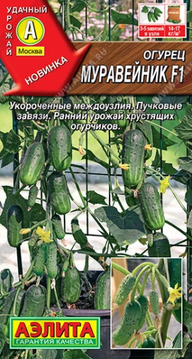 Муравейник Ц(А)