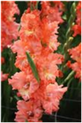 Рикс Фриззл (гофр.) 10/12 8шт