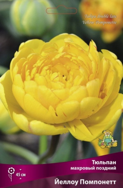 Йеллоу Помпонетт (махр.поз.) 11-12, 10шт Поиск