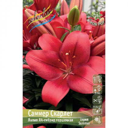 Саммер Скарлет 10/12 (ЛА низк.) 5шт