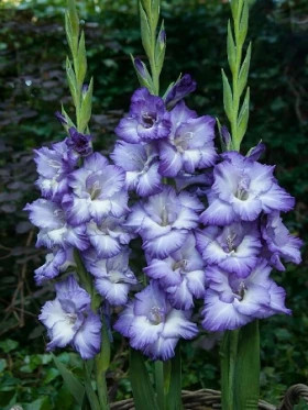 Тритон 10/12 10шт