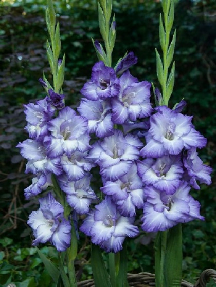 Тритон 10/12 10шт