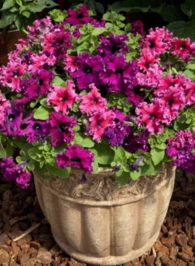 Эспрессо (100шт) Фраппе Микс