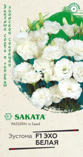 Эхо белая Ц(Г)