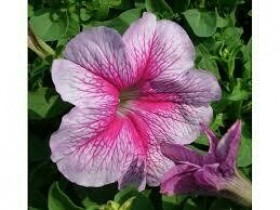 Призм (100шт) Распберри Сандай