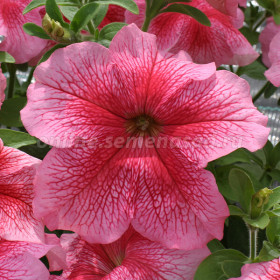 Призм (100шт) Стравберри Сандай