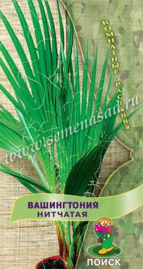 Вашингтония Нитчатая Ц(Поиск)