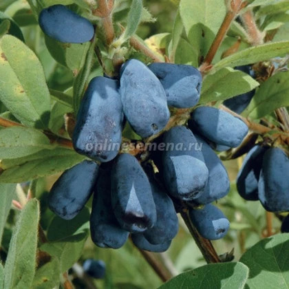 Блю Стар 1шт Поиск