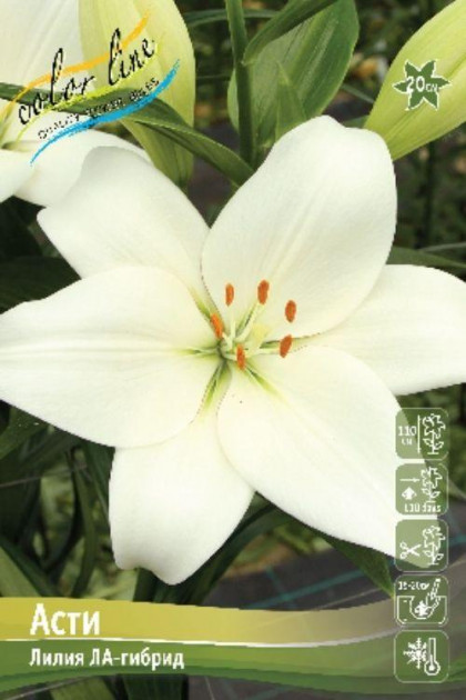 Асти (ЛА) 7шт